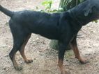 Rottweiler Dog