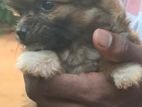 Terrier Puppy
