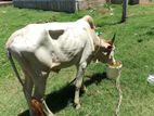 Farm Cow