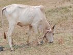 Farm Cow
