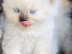 Himalayan Cat