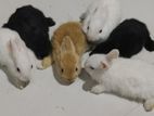 Rabbits