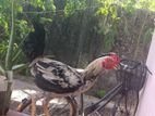 Country hens