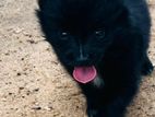 Lion Pomeranian Puppy