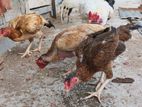 Country Chicken