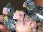 Cockatiel