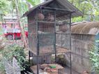 Bird Cages