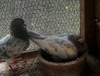 Pigeon