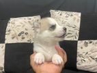 Husky Puppies