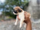 Shih Tzu Puppies