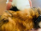 Hamster