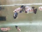 Fighter Betta Fish