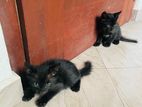 Kitten for Kind Home