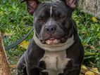 American Bully Dog for Stud