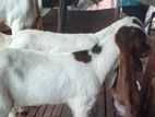 Jamnapari Goats