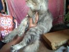 Persian Cat