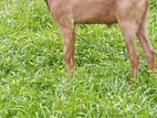 Goat (ஆடு)