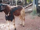 Farm Goats