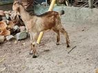 Farm Goats