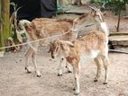 Farm Goat