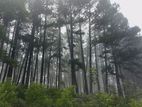 Forest view point land for sale Nuwara Eliya