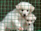 Pomeranian Puppies
