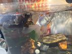 Four goldfish