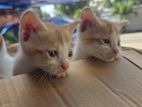 Four Kittens for Kind Home