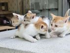 Kittens For Kind Home