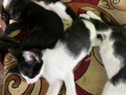 Kittens for Kind Home