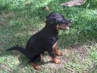 Rottweiler Female Dog