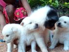 Pomaneriyan Puppies