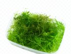 Aquarium Plants - Fox Tail