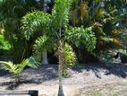 Fox Tail Palm Plants