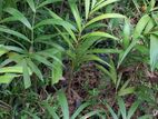 Foxtail පැල