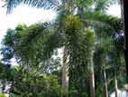 Foxtail Palm Tree