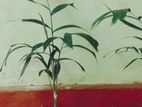 Foxtail Palm