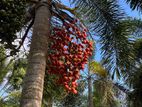 Foxtail Palm Seeds