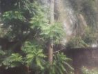 Foxtail Plants