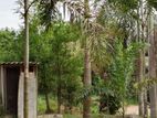 Foxtail Plant | Tree
