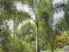 Foxtail Plants