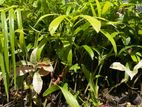 Foxtail Plants