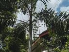 Foxtail tree for sale 15 feet