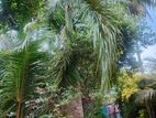 Foxtail Palm Trees