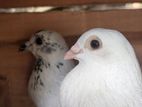 Pigeons