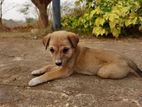 Puppies Looking for Kind Home