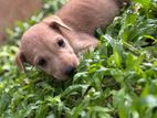 Cross-Breed Puppies for kind home