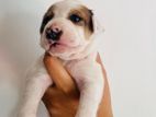 Puppies for Kind Home
