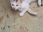 Cat for Kind Home
