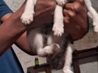 Kitten for Kind Home